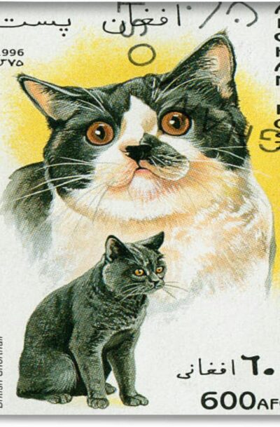 Bright yet Intriguing Afghanistan Cat Wall Art