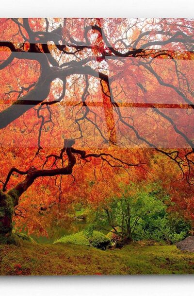 Bright yet Dreamy Tree Fire Nature Glass Wall Art by Darren White