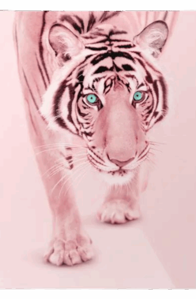 Glam Captivating Pink Tiger Metal Wall Art